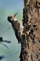 Datlik triprsty - Picoides tridactylus - Eurasian Three-toed Woodpecker 4732